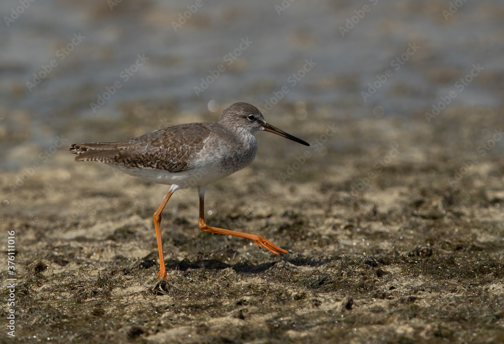 Redshank at Busiateen coast during low tide, Bahrain Redshank at Busiateen coast during low tide, Bahrain