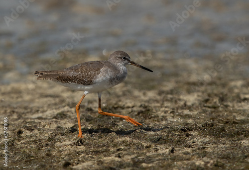 Redshank at Busiateen coast during low tide, Bahrain