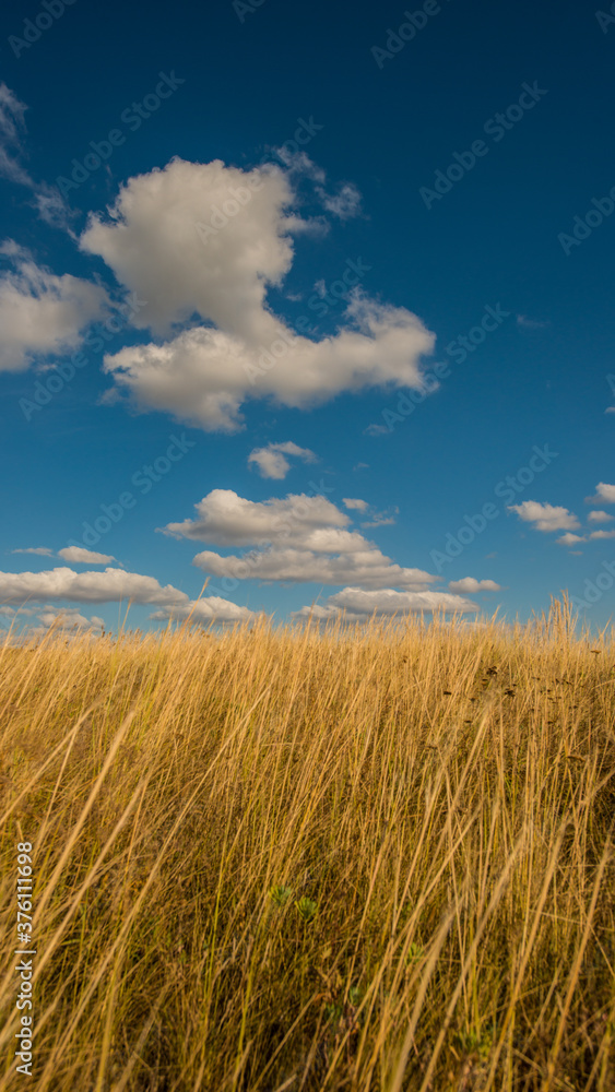 dry feather grass on the hillside and blue sky with clouds.