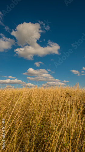 dry feather grass on the hillside and blue sky with clouds.