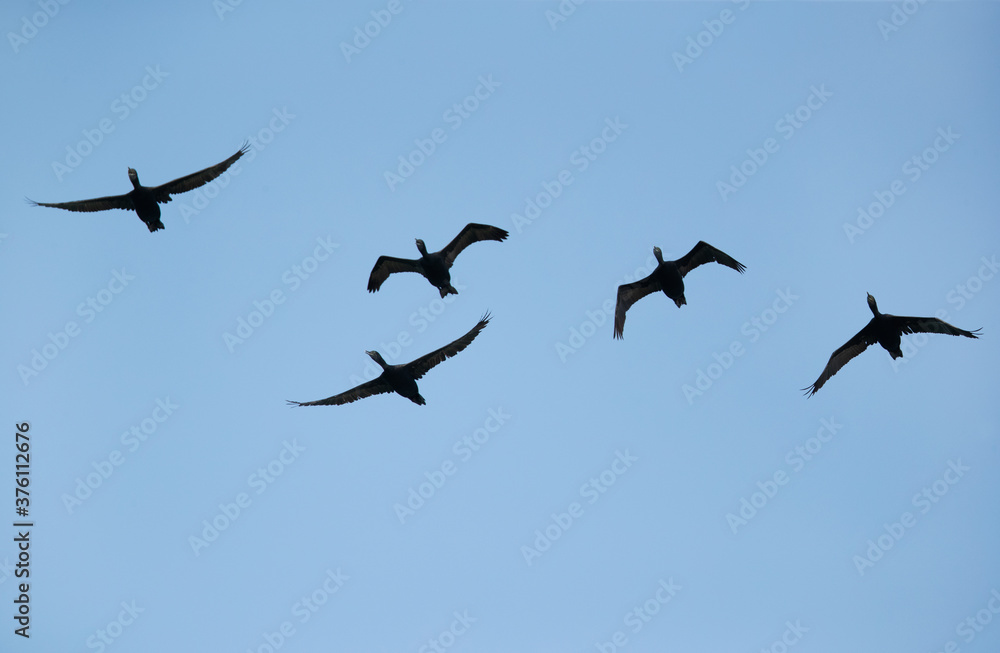 A flock of Socotra cormorants flying at Busaiteen coast, Bahrain