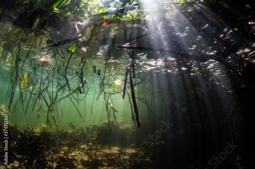 Sunlight filters into a dark, shadowed mangrove forest in Raja Ampat, Indonesia.This remote, tropical region within the Coral Triangle is known for its spectacular collection of marine life.