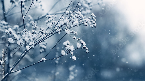 Snow-covered dry shoots of grass on a blurred background, romantic winter background © Volodymyr