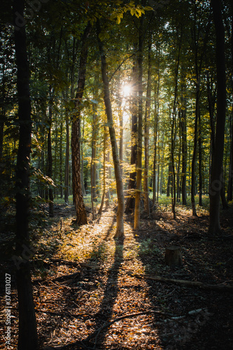 Fototapeta Naklejka Na Ścianę i Meble -  Beautiful dreamy sunset sunt light in a green fresh summer forest with warm light. Realx in the calm woods and get some natural energy. Peaceful and realx nature scene