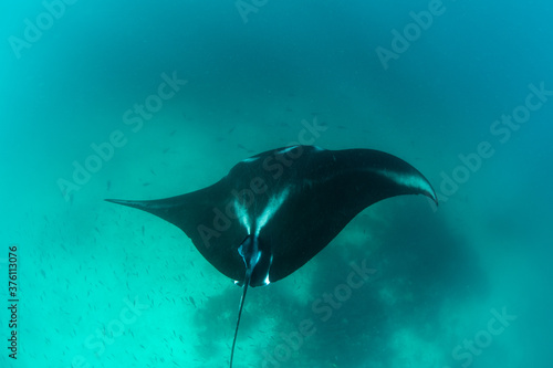 A Manta ray, Manta alfredi, cruises near a cleaning station in Raja Ampat, Indonesia. This remote, tropical region within the Coral Triangle is known for its spectacular collection of marine life. © ead72