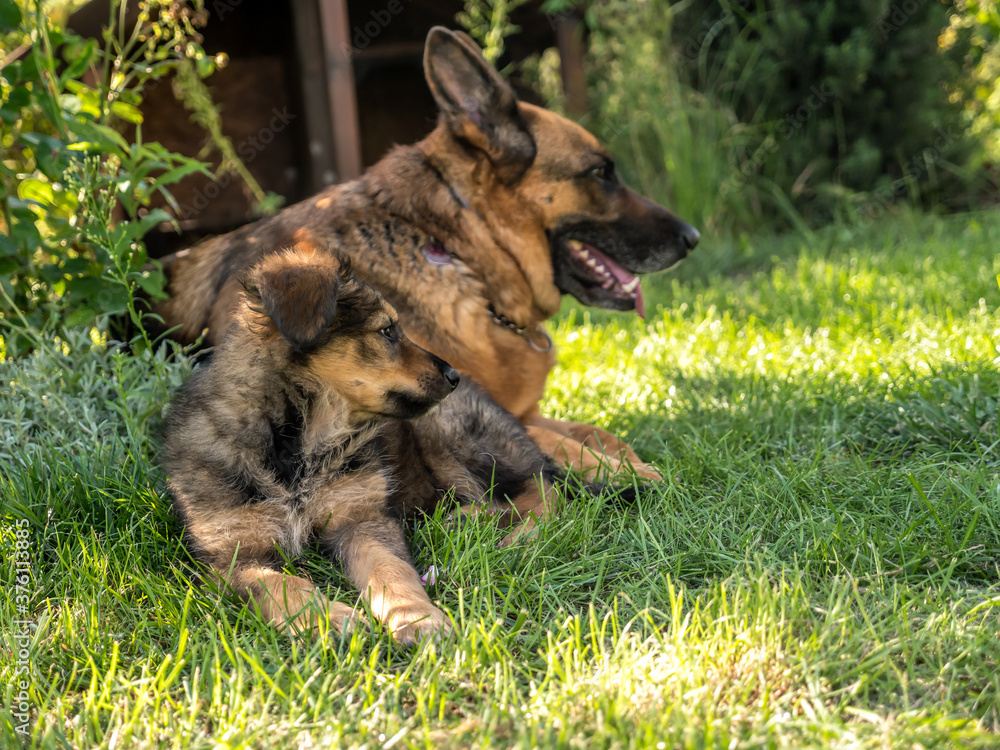German Shepherd bitch with puppy dog sitting in the grass German Shepherd bitch with puppy dog sitting in the grass