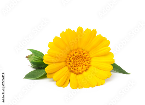 Calendula. Marigold flower with leaves isolated on white. Selective focus