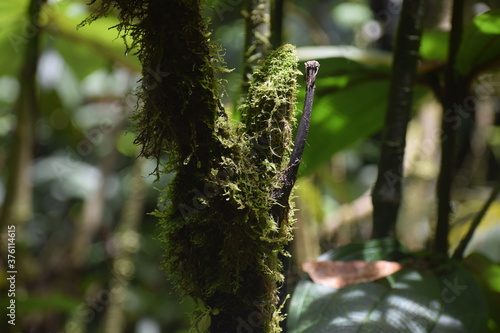 Moss tree