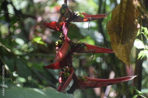 Unusual flower 2