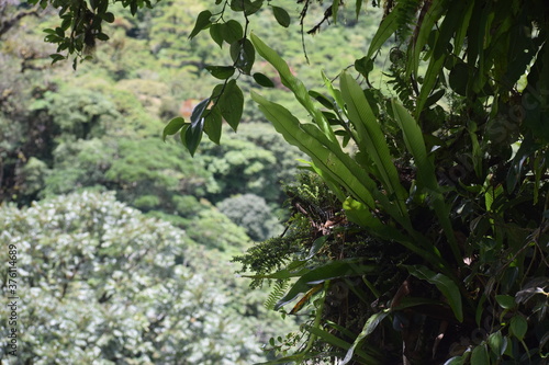 Deep jungle