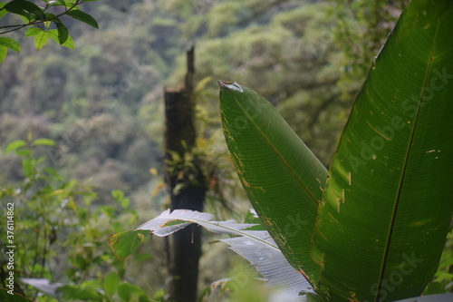 Deep jungle unfocused
