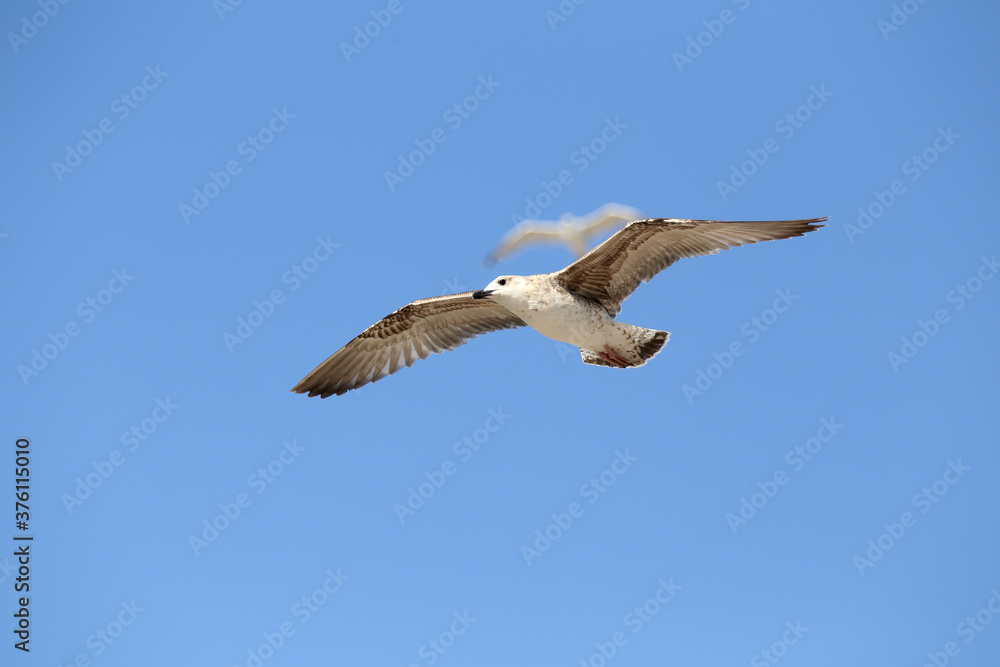Seagull in low level flight against the blue sky Seagull in low level flight against the blue sky