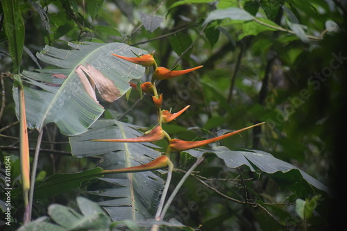 Heliconia 3
