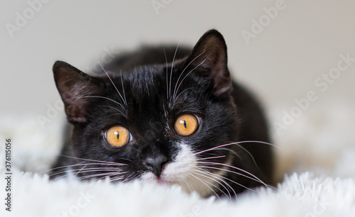 Bicolor british shorthair kitten, black and white cat. Funny emotions. Selective focus. photo