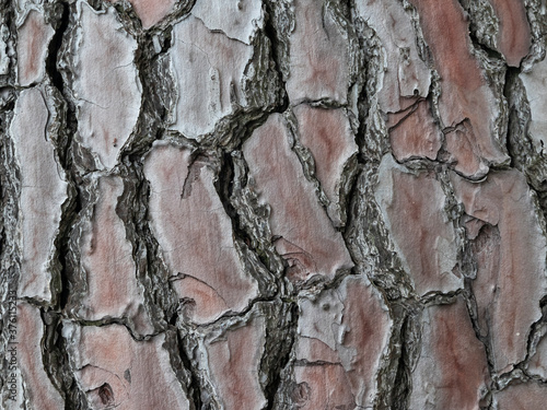 large, tree bark  background texture, close up