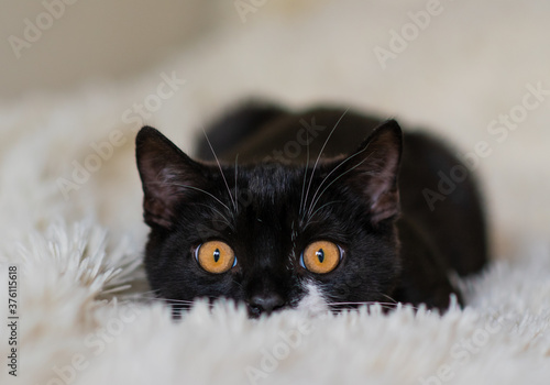 Bicolor british shorthair kitten, black and white cat. Funny emotions. Selective focus.