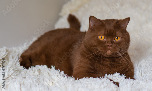 Photography Portrait of big British short hair, brown  cat. cinnamon color.