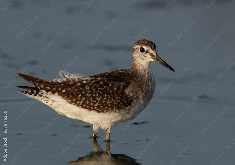 Closeup of a Wood Sandpiper at Asker marsh, Bahrain Closeup of a Wood Sandpiper at Asker marsh, Bahrain