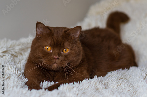 Fototapeta Naklejka Na Ścianę i Meble -  Portrait of big British short hair, brown  cat. cinnamon color.