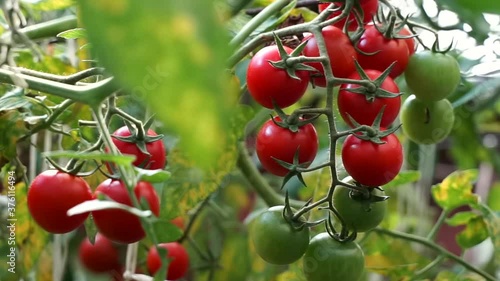 red ripe tomatoes grown in a greenhouse. fresh cherry branches growing on a farm. harvest, farming, agriculture. Close up green unripe tomato hanging on plant in a garden. Raw organic eco vegetable