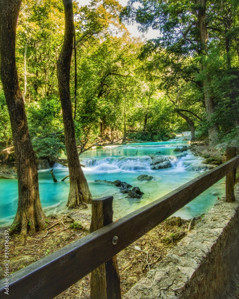 Fototapeta premium river in the forest