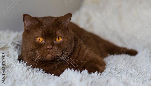 Portrait of big British short hair, brown cat. cinnamon color.