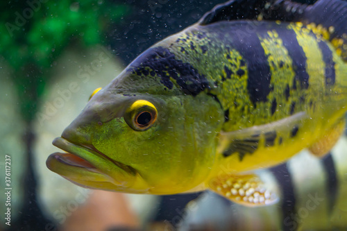 Cichla kelberi close-up. Yellow fish with black stripes. Striped fish on a striped background. photo