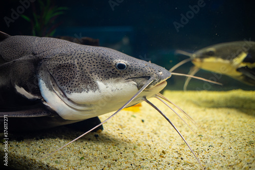 Tiger catfish close-up. The catfish lies on a yellow pebble. Another catfish is floating in the distance. Brachyplatystoma tigrinum.