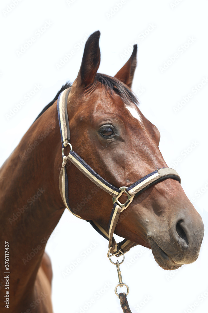 Obraz premium Side view portrait of a beautiful saddle horse on white background