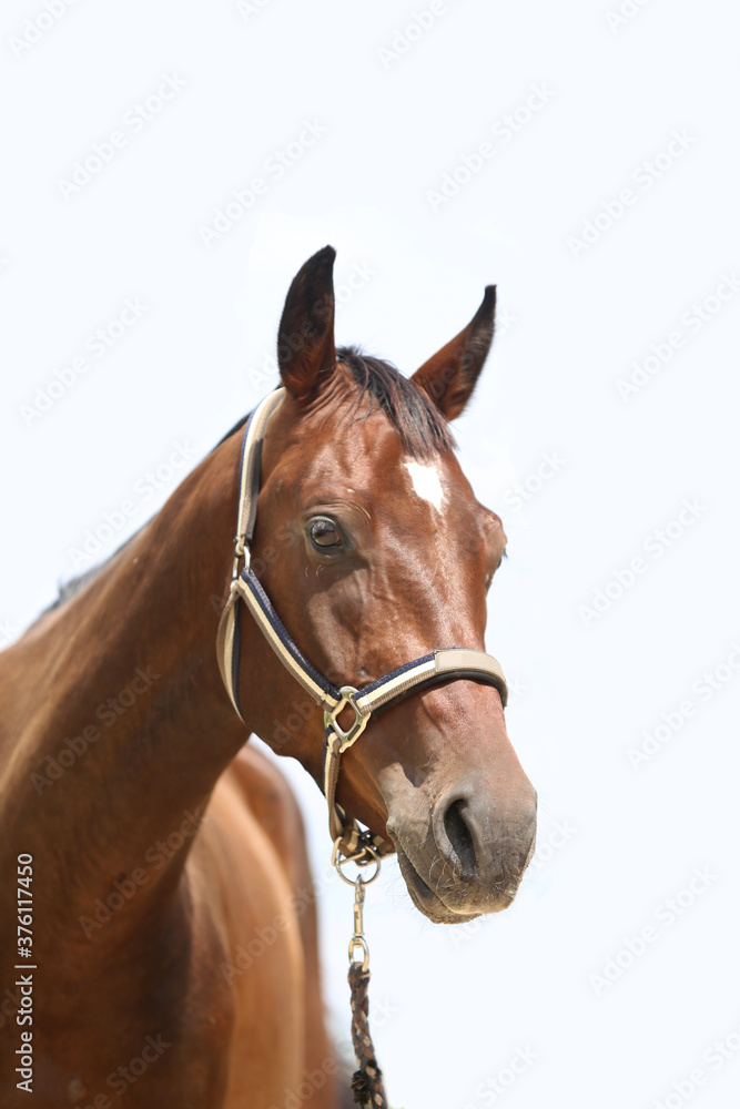 Side view portrait of a beautiful saddle horse on white background Side view portrait of a beautiful saddle horse on white background
