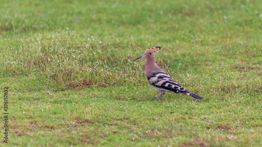 Hoopoe on the grass is look to camera Hoopoe on the grass is look to camera