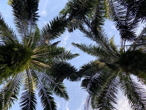 coconut palm tree © Vikneswaran