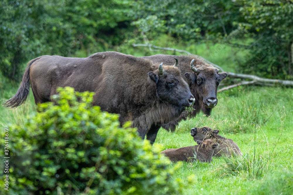Wild European Bison (Bison bonasus) in the natural habitat. Bieszczady. Carpathian Mountains. Poland. Wild European Bison (Bison bonasus) in the natural habitat. Bieszczady. Carpathian Mountains. Poland.