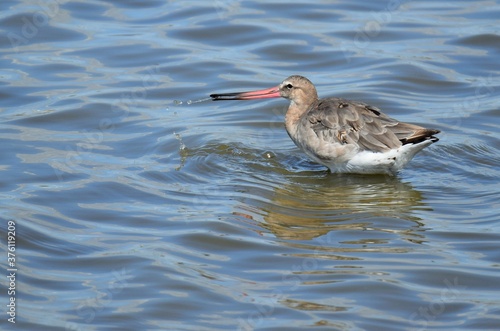 Oiseau marin