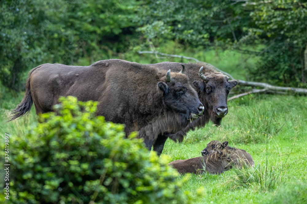 Wild European Bison (Bison bonasus) in the natural habitat. Bieszczady. Carpathian Mountains. Poland.