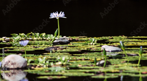 water lilies in a small lake in hawaii