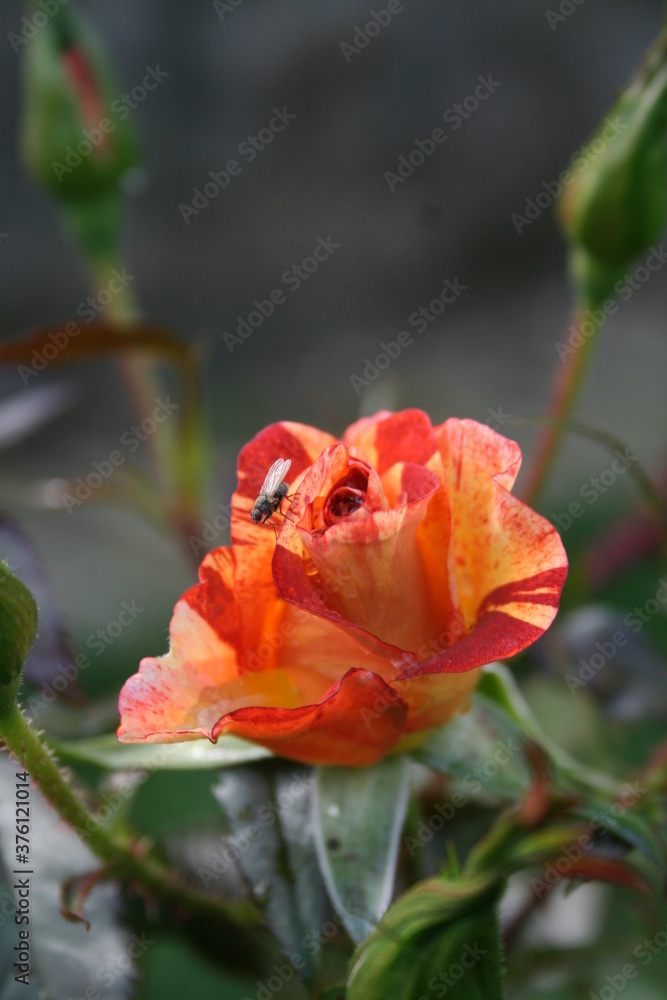 Striped orange rose Striped orange rose