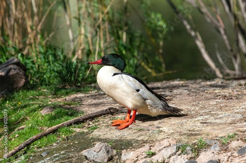 A full-bodied closeup profile of a Common Merganser drake with bright green head feathers sunning himself on an island off the lake. photo