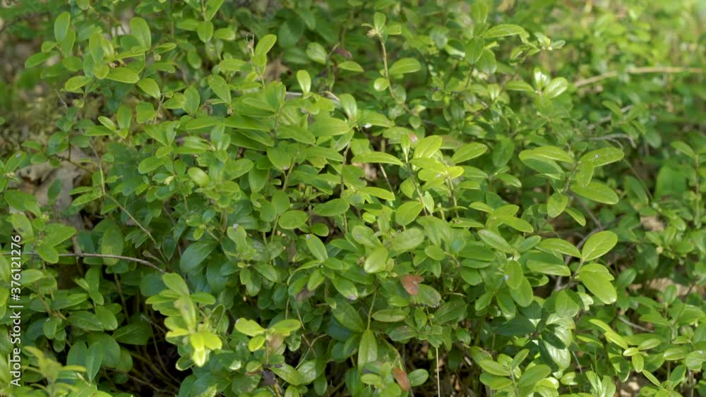 The green leaves of the lingonberry plant The green leaves of the lingonberry plant