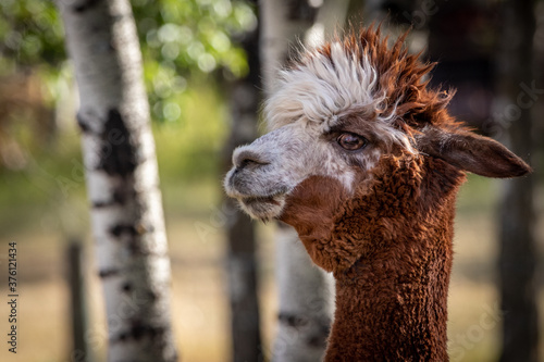 Photography portrait of a Alpaca with windblown forelock hair