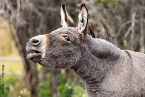 portrait of a young donkey braying