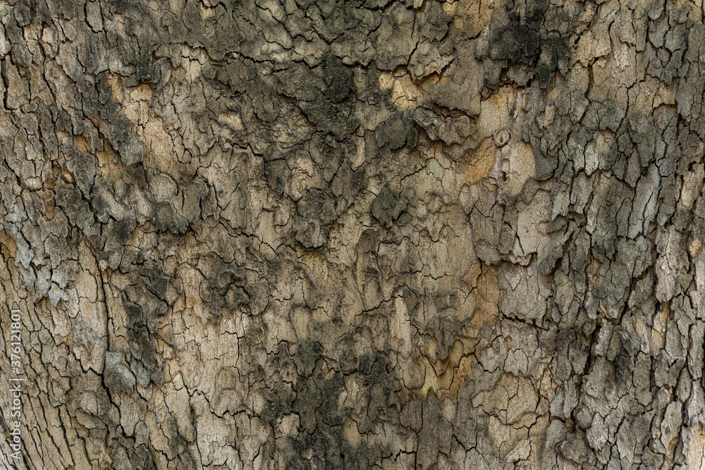 Relief texture of the brown bark of a tree close up Relief texture of the brown bark of a tree close up