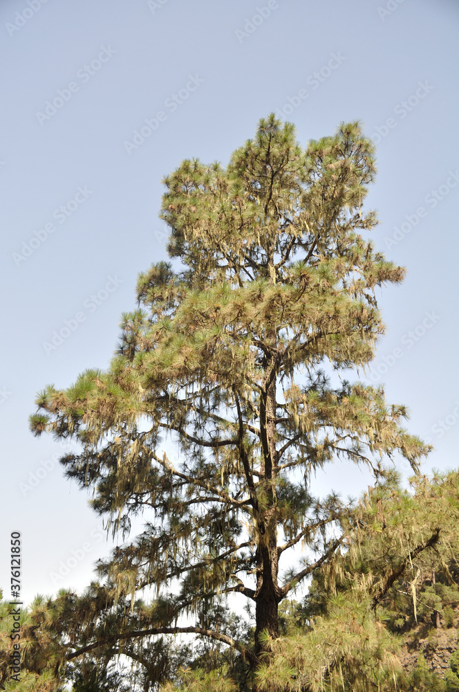 I am the tallest pine in the forest I am the tallest pine in the forest