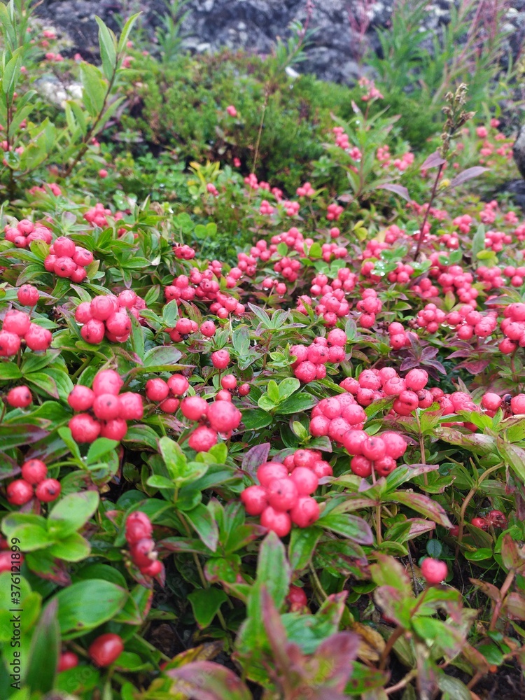 red ripe inedible berries in the tundra