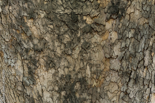 Relief texture of the brown bark of a tree close up