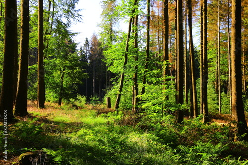 Morgenstimmung am frühen Morgen in einem Wald bei Bad Marienberg photo