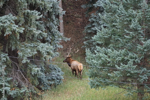 Elk in a clearing in Colorado