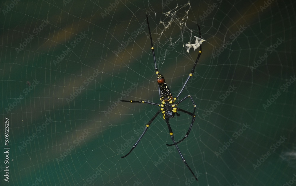 spider on the web spider on the web