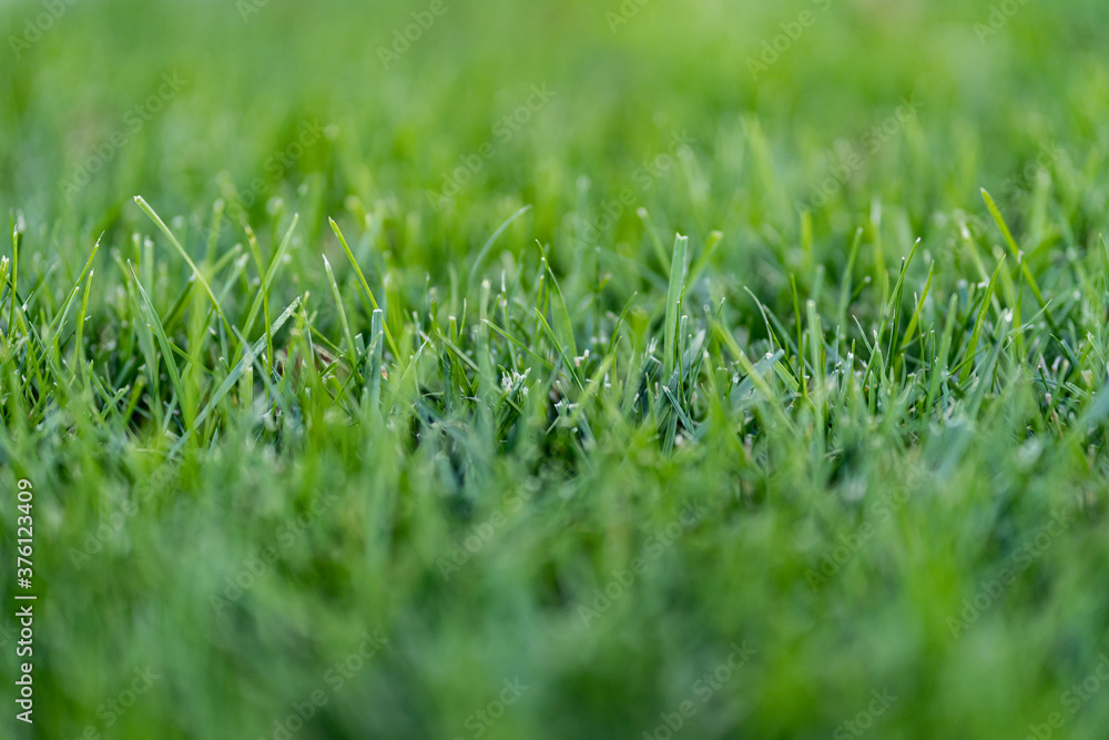 Fototapeta premium Green leaves pattern background, Natural background and wallpaper