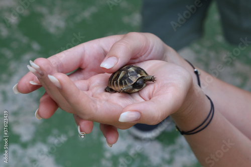 The little turtle is held in the palms